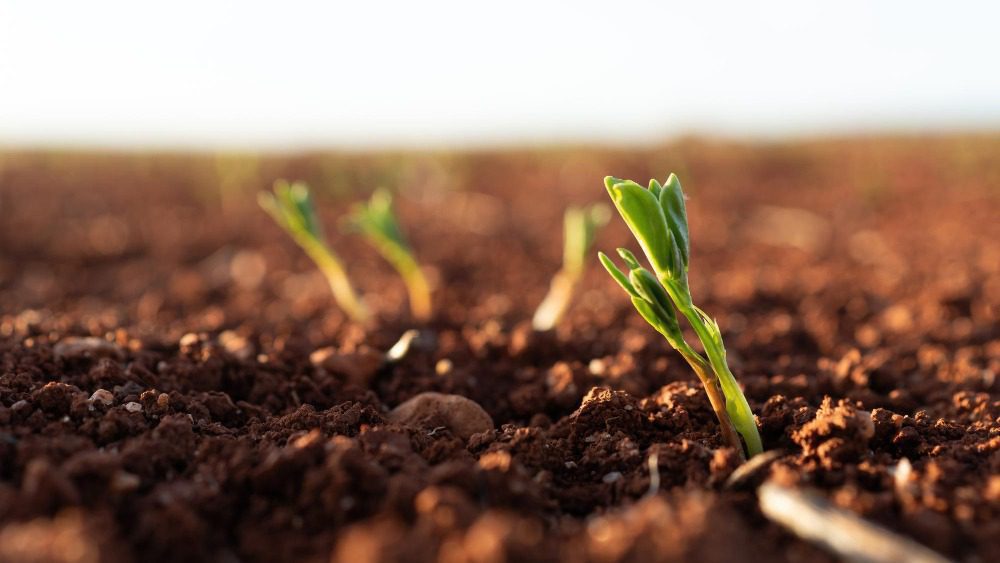 Бессрочное пользование землёй в 2026 году